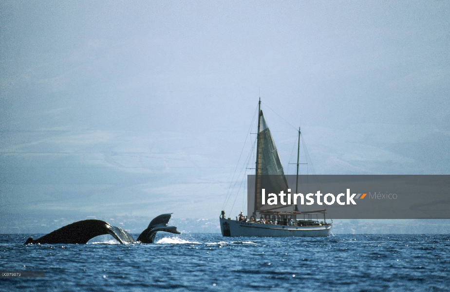 Colas de ballena jorobada (Megaptera novaeangliae) y velero con avistamiento de ballenas tour, Hawai