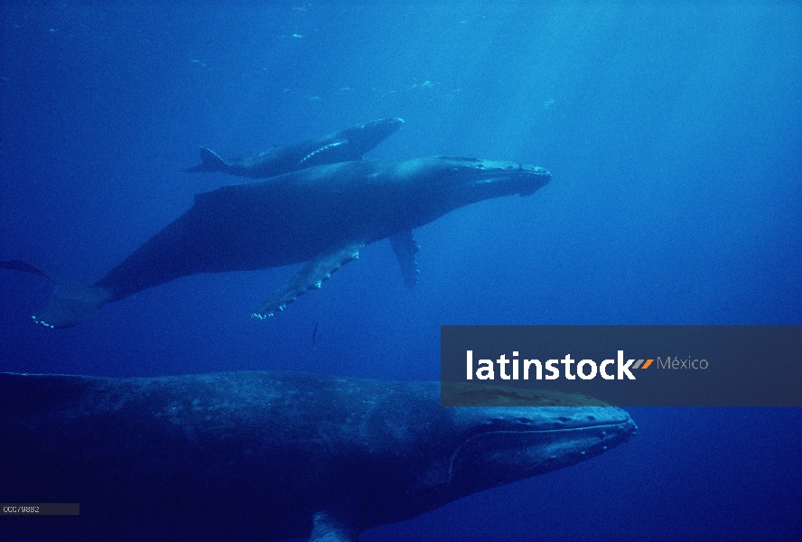 La madre ballena jorobada (Megaptera novaeangliae) y ternera con escort masculino en primer plano, H