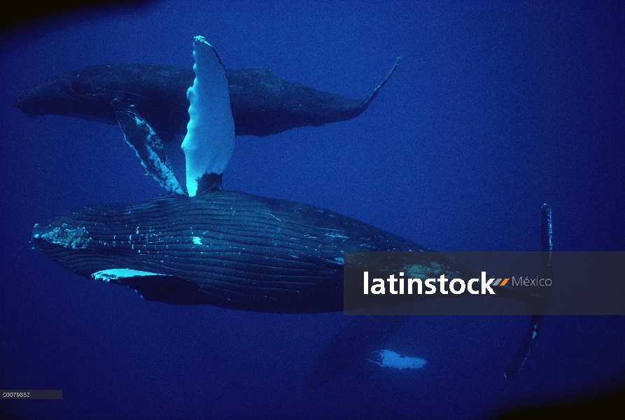 Grupo de la ballena jorobada (Megaptera novaeangliae), Hawaii