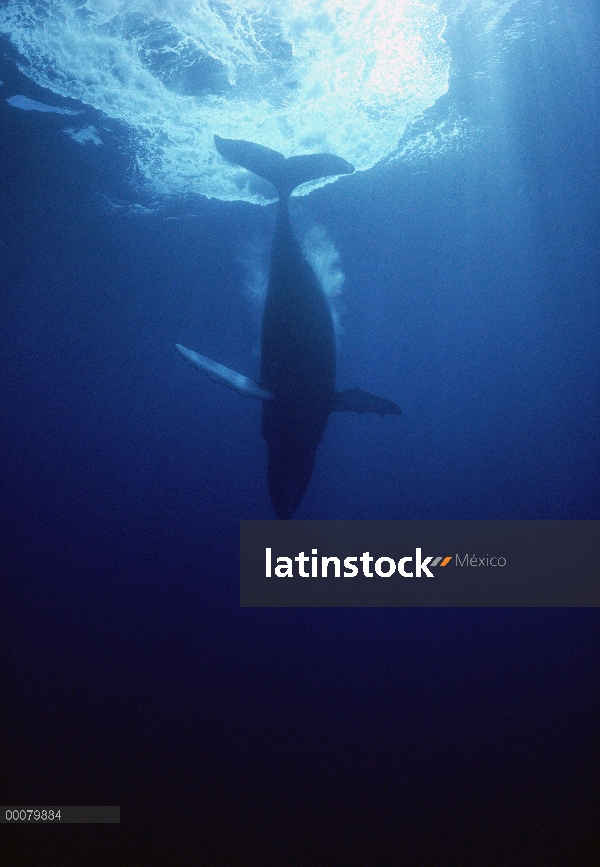 Ballena jorobada (Megaptera novaeangliae), buceo, Hawaii