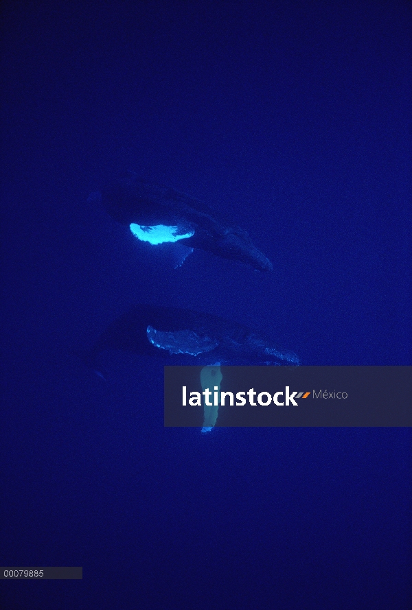 Par de ballena jorobada (Megaptera novaeangliae), Hawaii