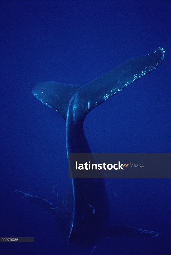 Ballena jorobada (Megaptera novaeangliae), buceo, Hawaii