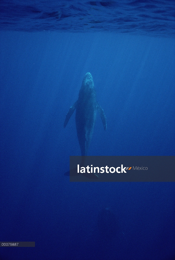 Ballena jorobada (Megaptera novaeangliae) nadando hacia la superficie, Hawaii