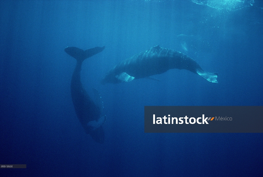 Ballena jorobada (Megaptera novaeangliae) par juntos nadando bajo el agua, Hawaii