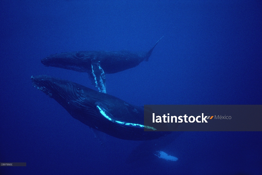 Ballena jorobada (Megaptera novaeangliae) madre con cría, Hawaii