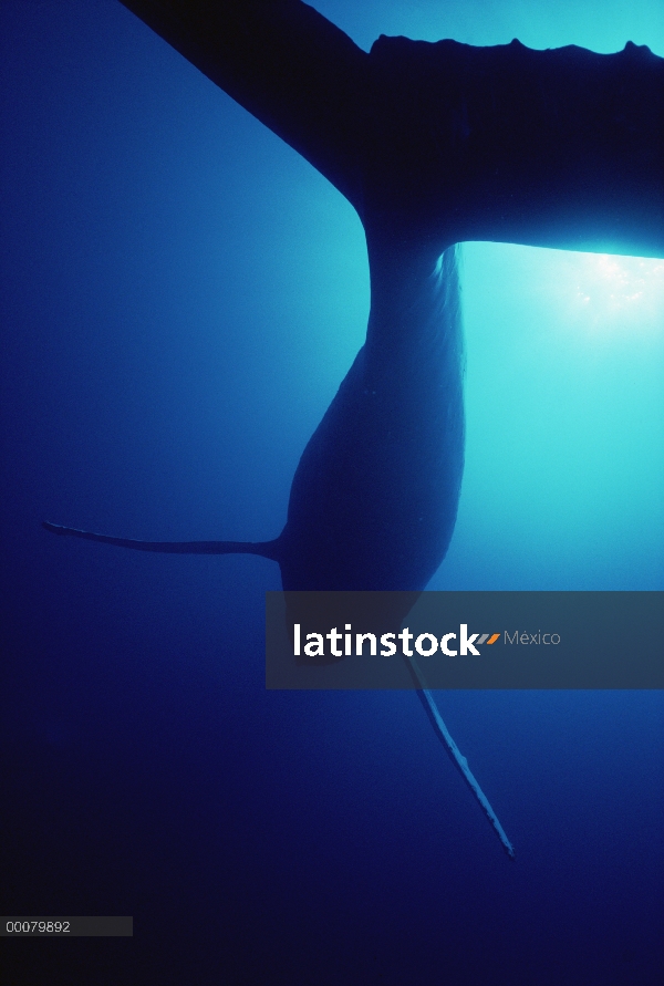 Parte inferior de la ballena jorobada (Megaptera novaeangliae) con la luz solar filtrada, Hawaii