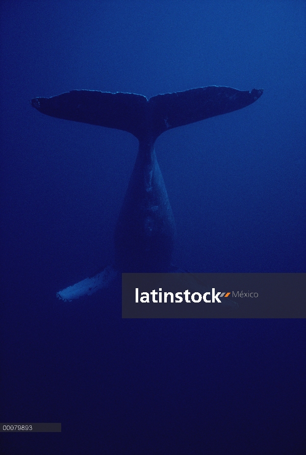 Canto masculino de ballena jorobada (Megaptera novaeangliae), Hawaii