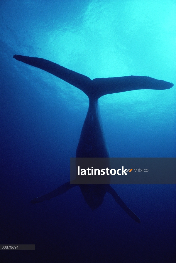 Parte inferior de la ballena jorobada (Megaptera novaeangliae) con la luz solar filtrada, Hawaii