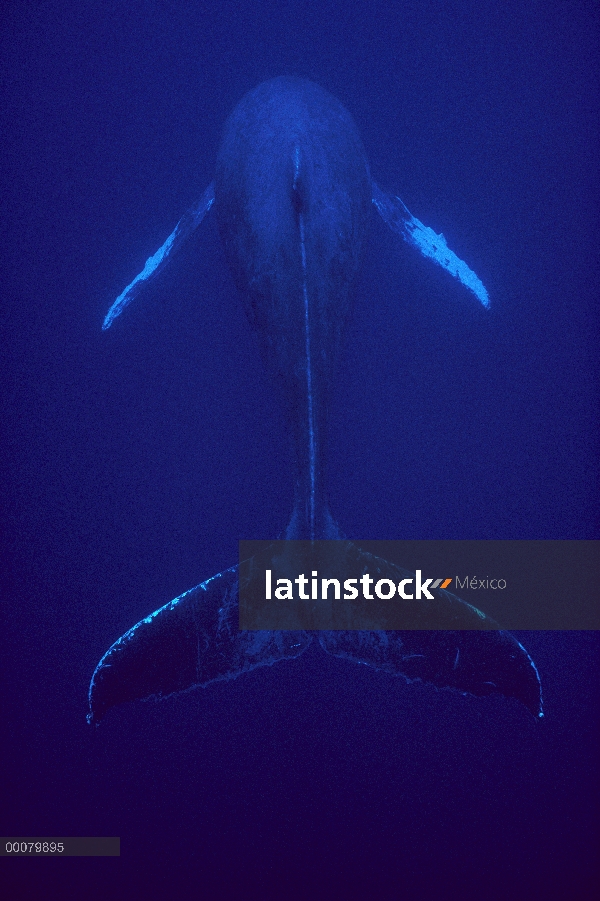 Ballena jorobada (Megaptera novaeangliae) hombre cantando, Costa de Kona, Hawaii