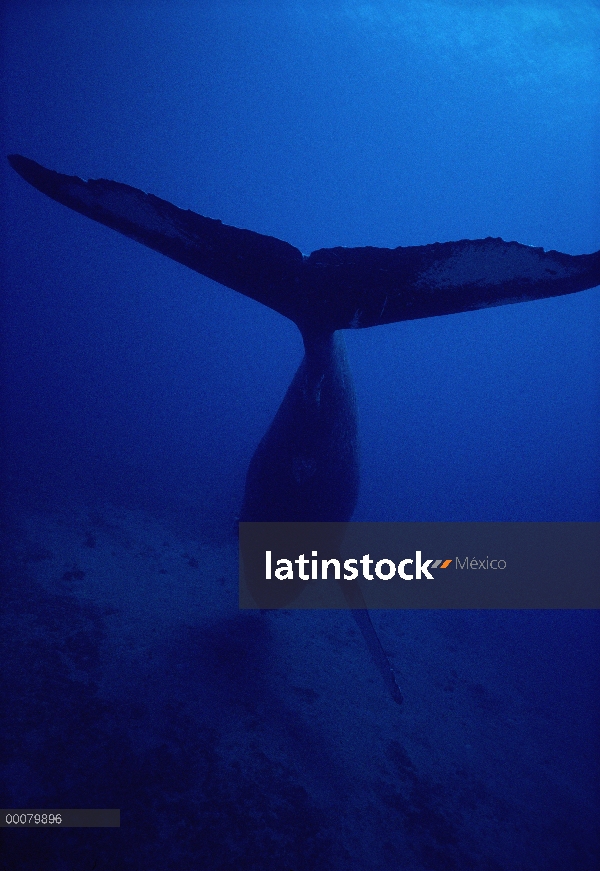 Ballena jorobada (Megaptera novaeangliae) falta la izquierda pectoral, Hawaii