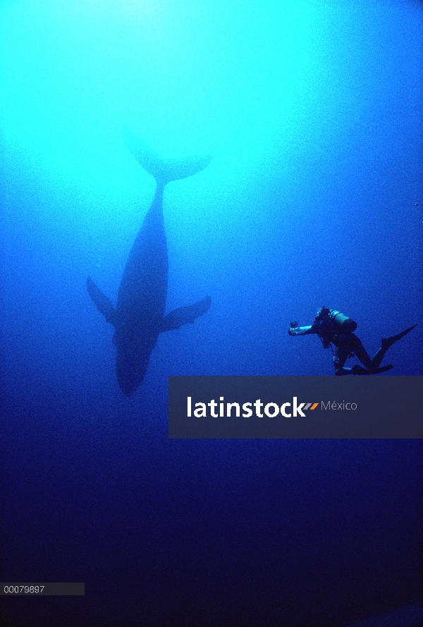 Ballena jorobada (Megaptera novaeangliae) filmada por buceador Chuck Nicklin, Maui