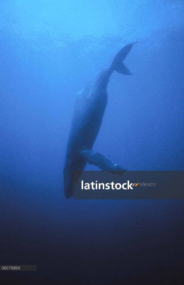 Ballena jorobada (Megaptera novaeangliae), buceo, Hawaii