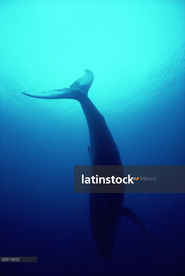 Parte inferior de la ballena jorobada (Megaptera novaeangliae) con la luz solar filtrada, Hawaii