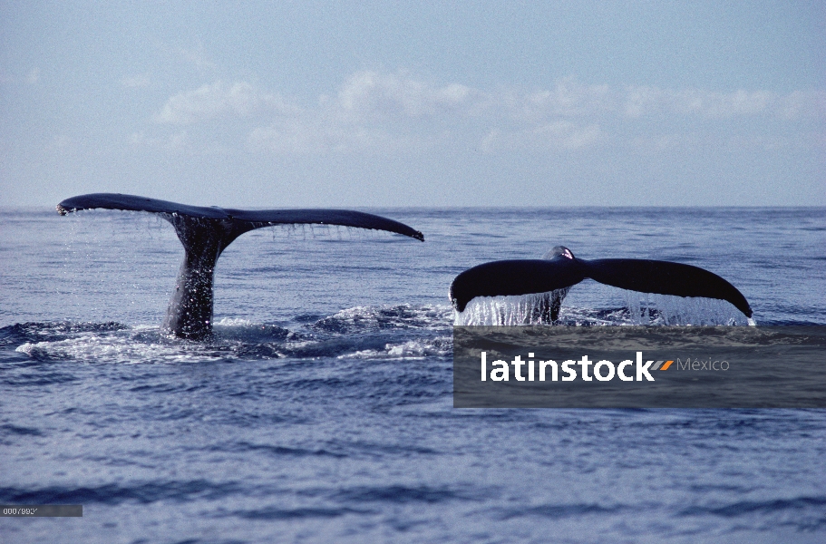 Colas de ballena jorobada (Megaptera novaeangliae), Hawaii