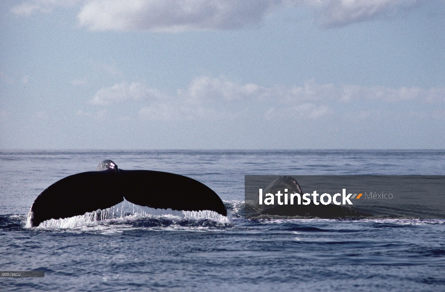 Colas de ballena jorobada (Megaptera novaeangliae) y aleta dorsal