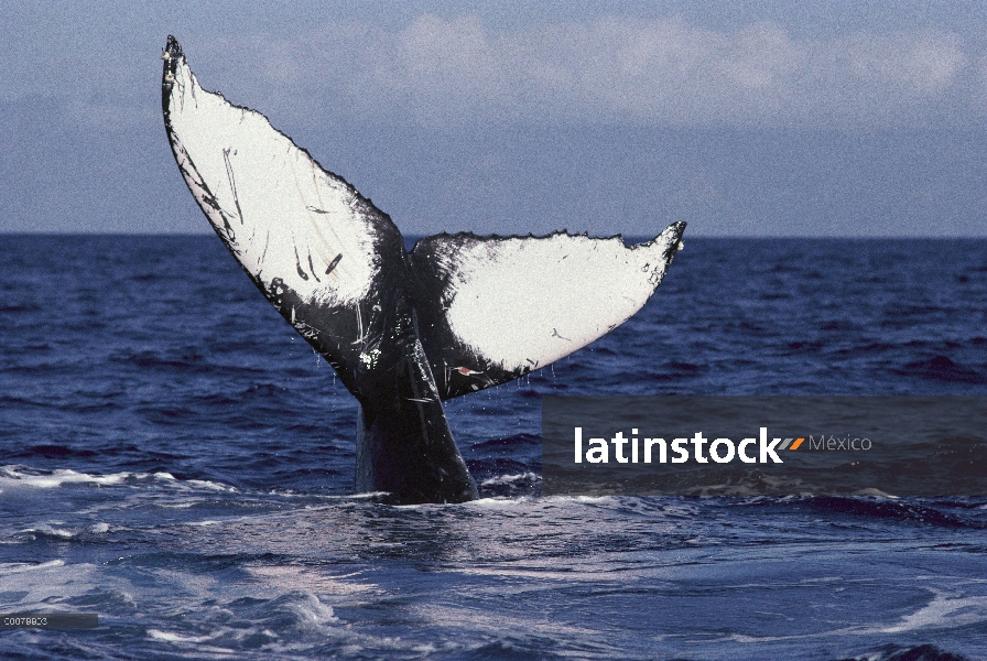 Cola de ballena jorobada (Megaptera novaeangliae), Alaska