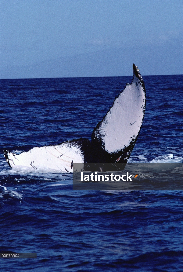 Cola de ballena jorobada (Megaptera novaeangliae), Hawaii