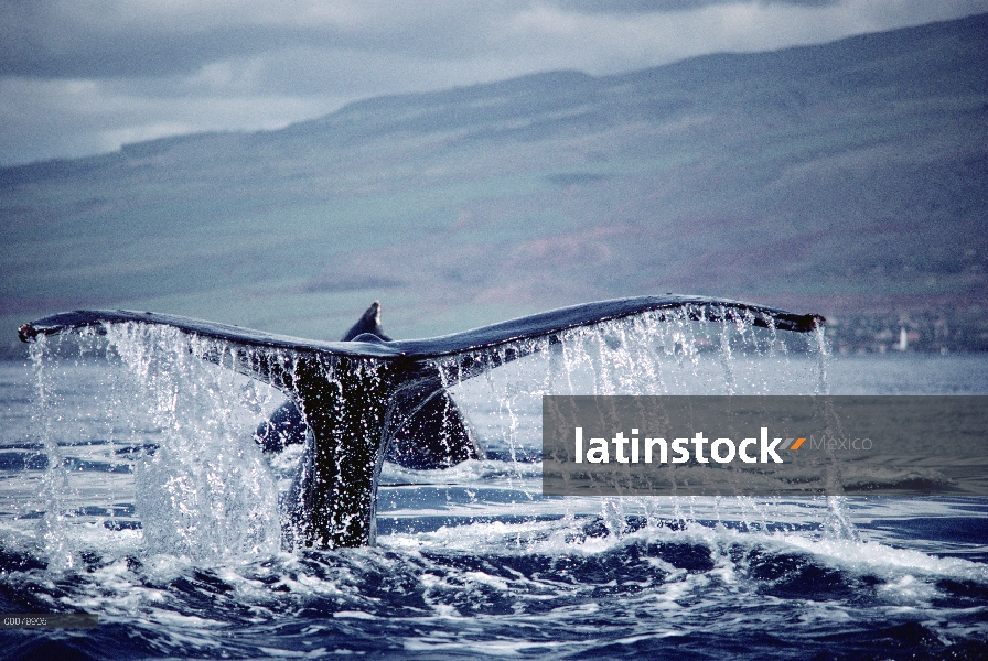 Cola de ballena jorobada (Megaptera novaeangliae), Hawaii