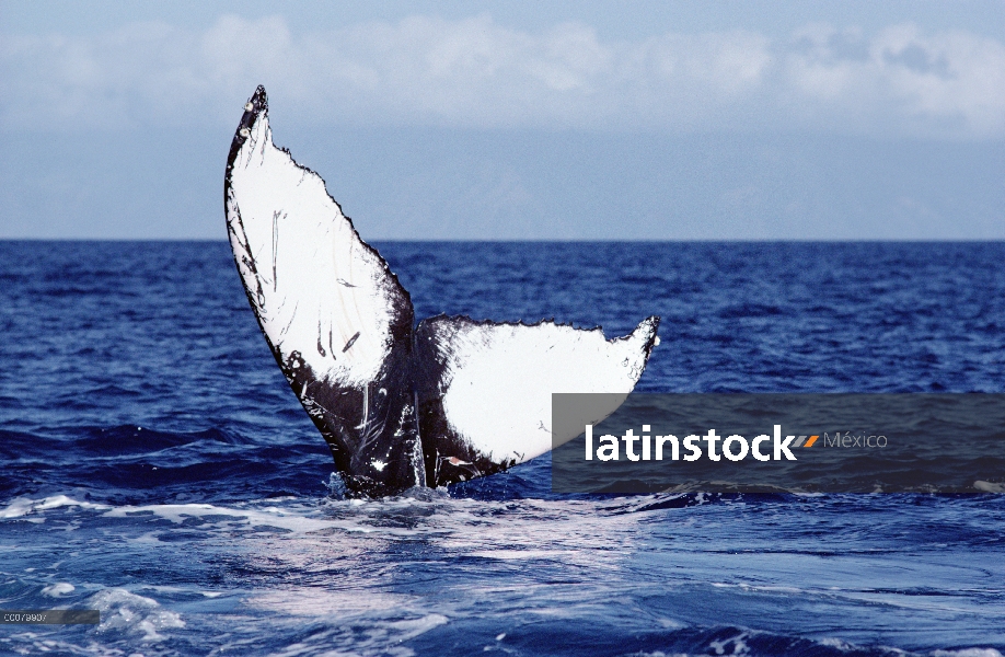 Cola de ballena jorobada (Megaptera novaeangliae), Hawaii