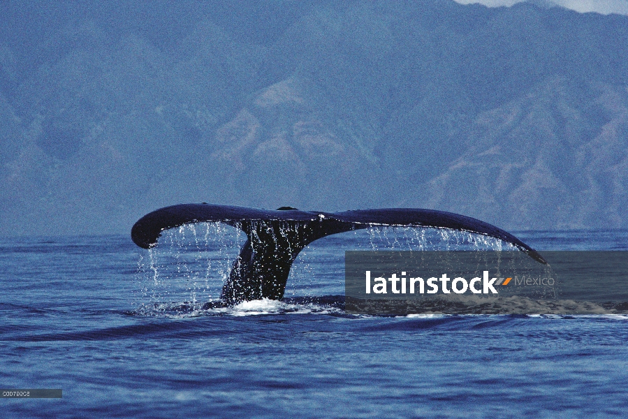 Cola de ballena jorobada (Megaptera novaeangliae), Hawaii