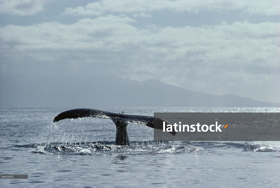 Cola de ballena jorobada (Megaptera novaeangliae), Hawaii