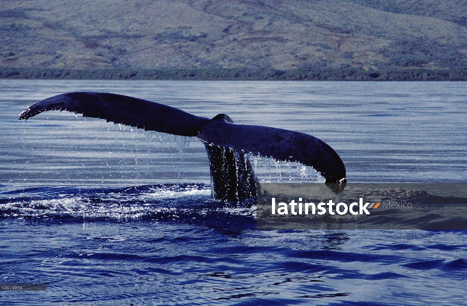 Cola de ballena jorobada (Megaptera novaeangliae), Hawaii