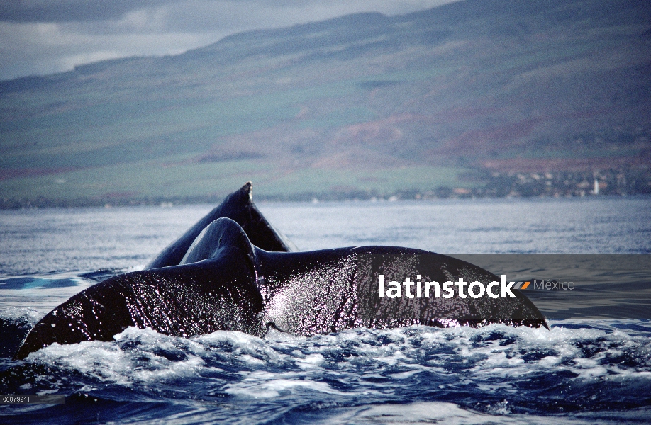 Cola de ballena jorobada (Megaptera novaeangliae) y aleta dorsal, Hawaii