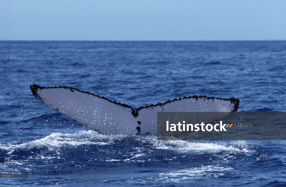 Cola de ballena jorobada (Megaptera novaeangliae), Hawaii