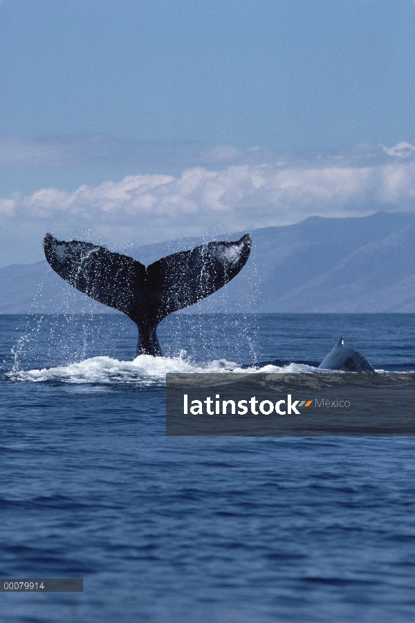 Cola de ballena jorobada (Megaptera novaeangliae) y aleta dorsal, Hawaii