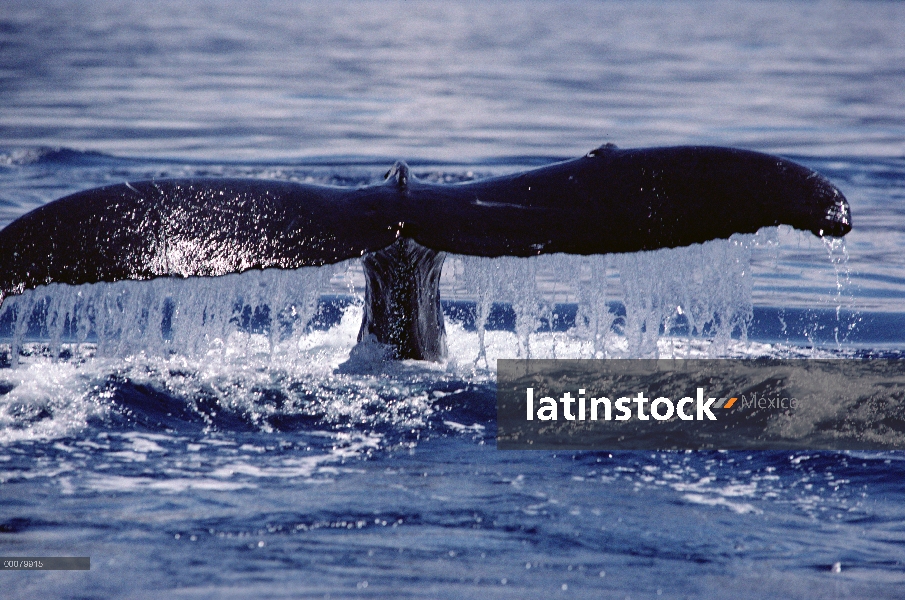 Cola de ballena jorobada (Megaptera novaeangliae), Hawaii