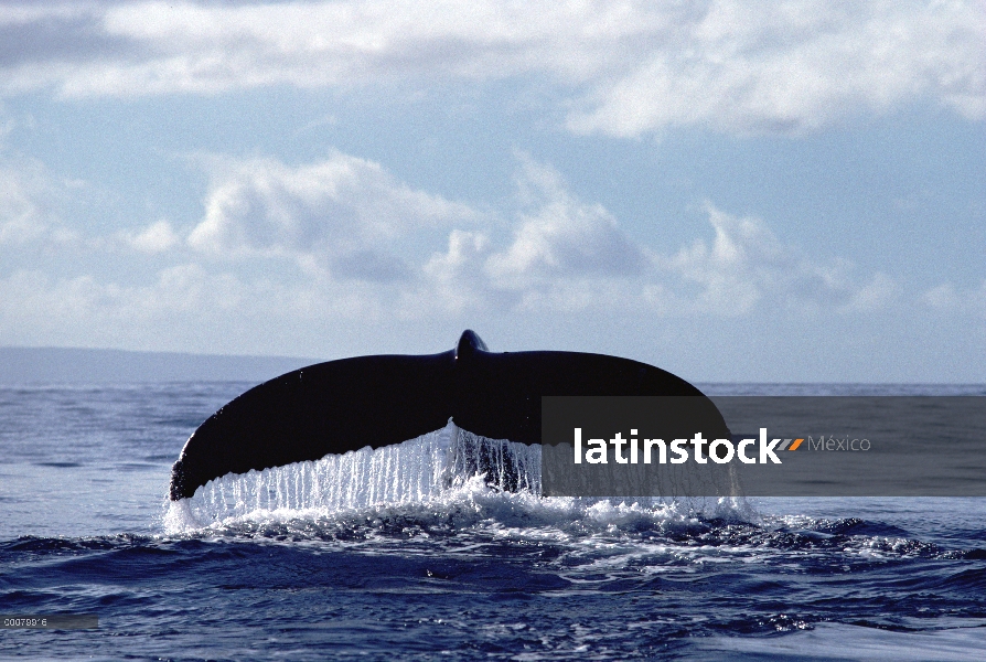 Cola de ballena jorobada (Megaptera novaeangliae)