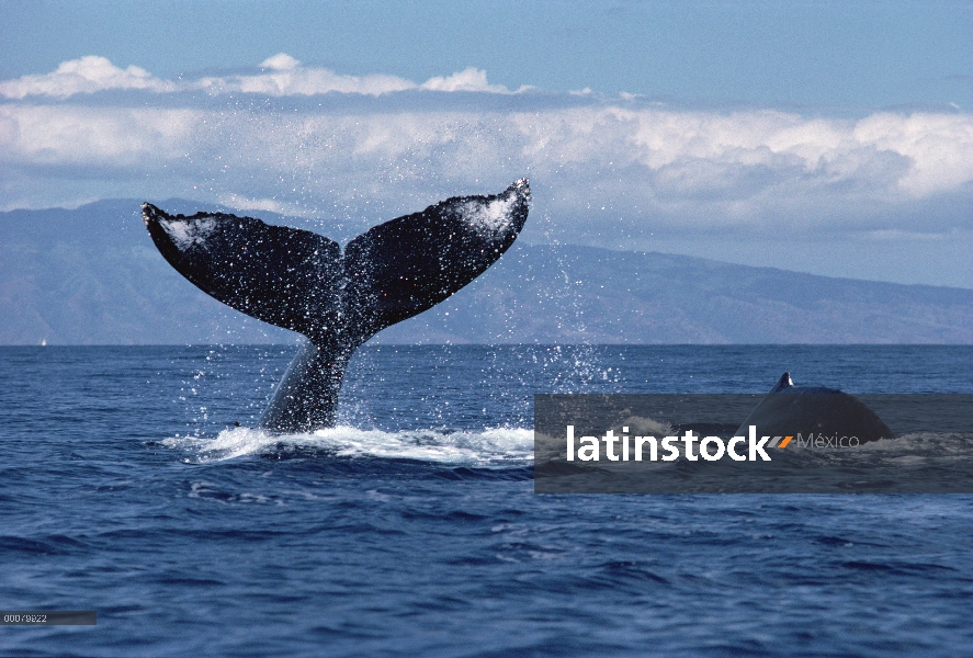 Golpe de cola de ballena jorobada (Megaptera novaeangliae), Hawaii