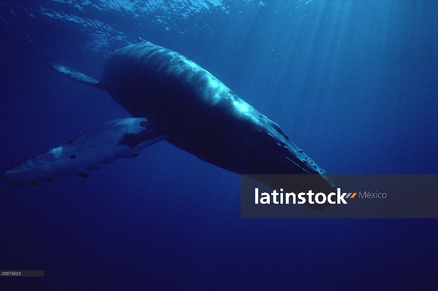 Ballena jorobada (Megaptera novaeangliae), buceo, Hawaii