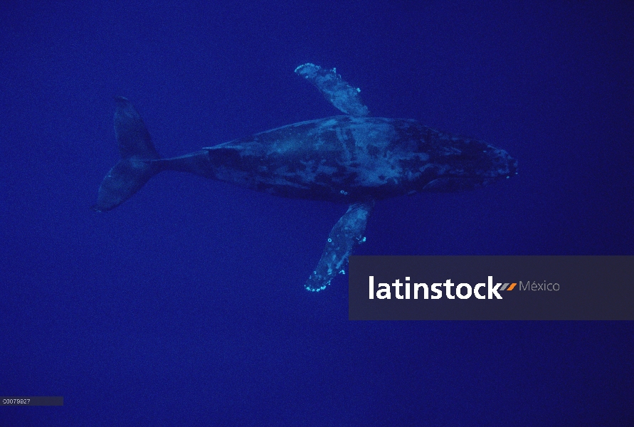 Ballena jorobada (Megaptera novaeangliae), buceo, Hawaii