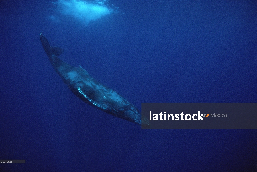 Ballena jorobada (Megaptera novaeangliae), buceo, Hawaii