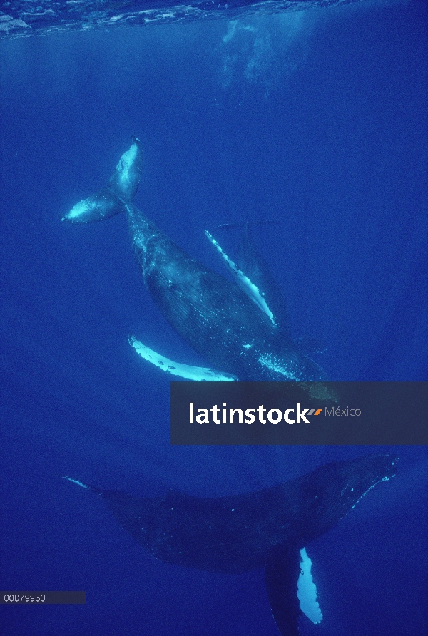 Ballena jorobada (Megaptera novaeangliae) trío bajo el agua, Maui, Hawaii