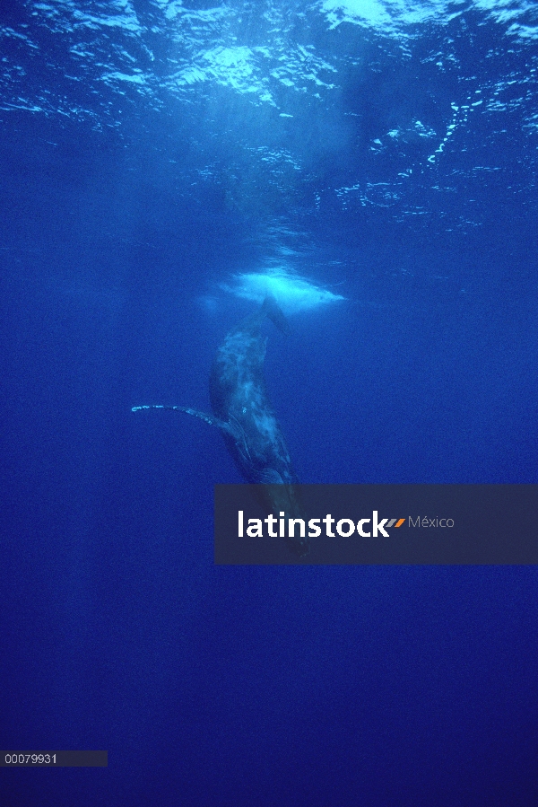 Ballena jorobada (Megaptera novaeangliae) buceo, Maui, Hawaii