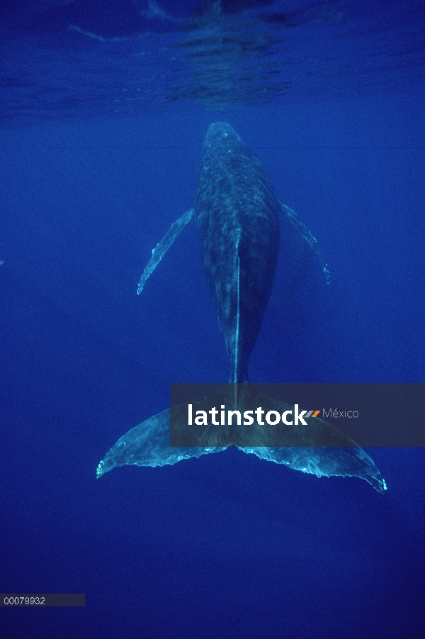 Ballena jorobada (Megaptera novaeangliae) submarinos, Hawaii