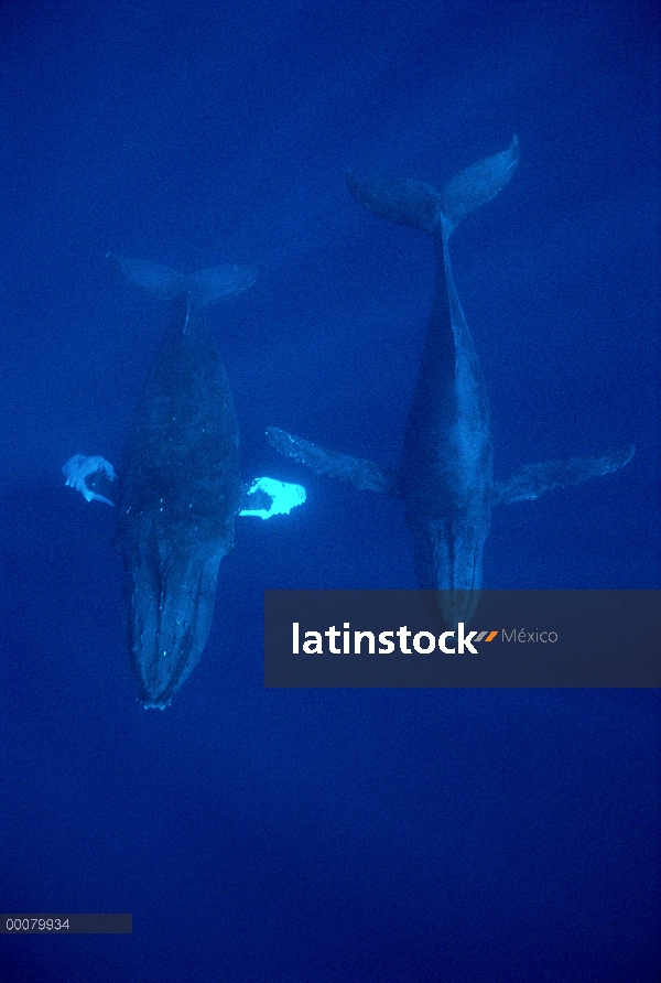 Par de la ballena jorobada (Megaptera novaeangliae), Hawaii