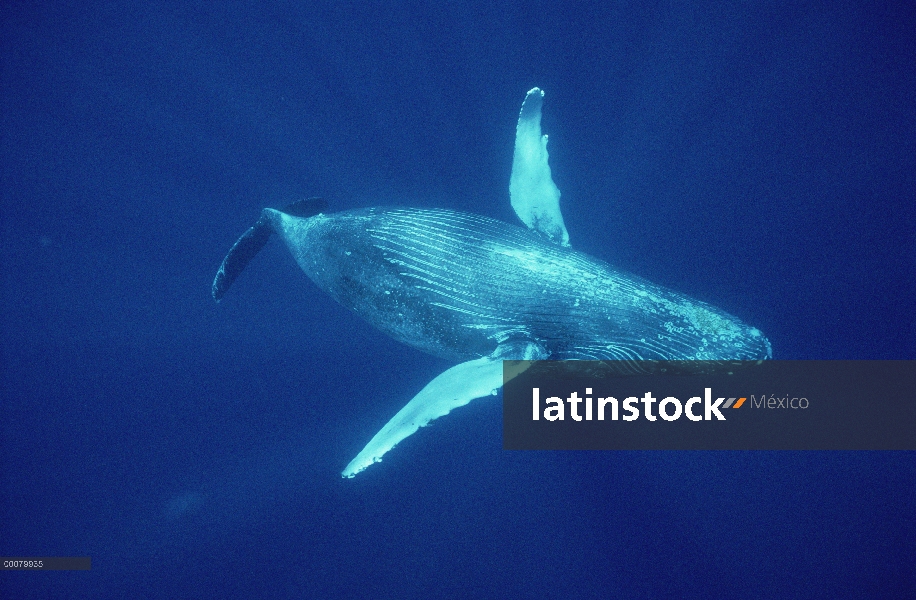 Ballena jorobada (Megaptera novaeangliae) submarinos, Hawaii