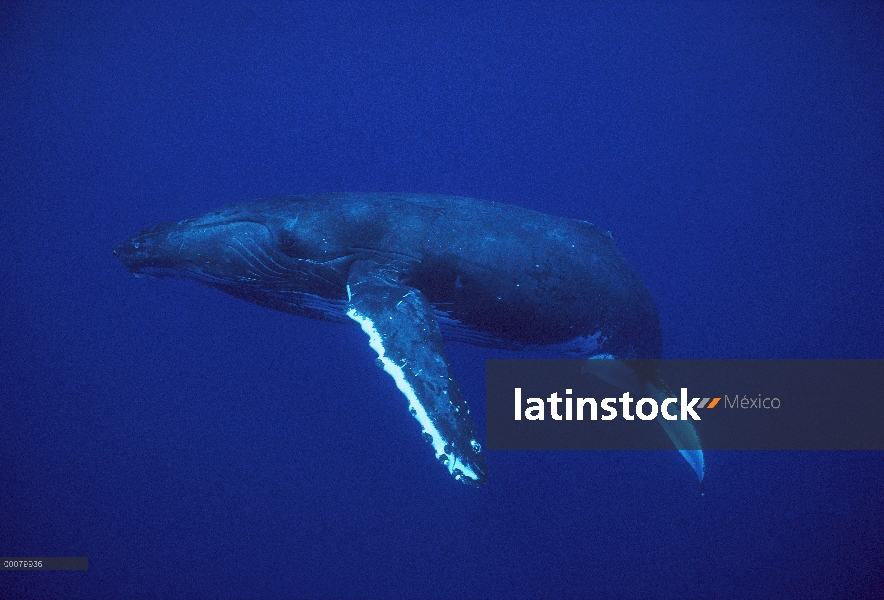 Ballena jorobada (Megaptera novaeangliae), la costa de Kona, Hawaii