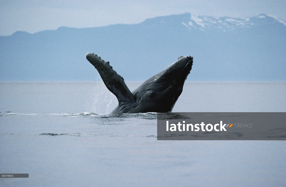 Ballena jorobada (Megaptera novaeangliae) violar, Hawaii