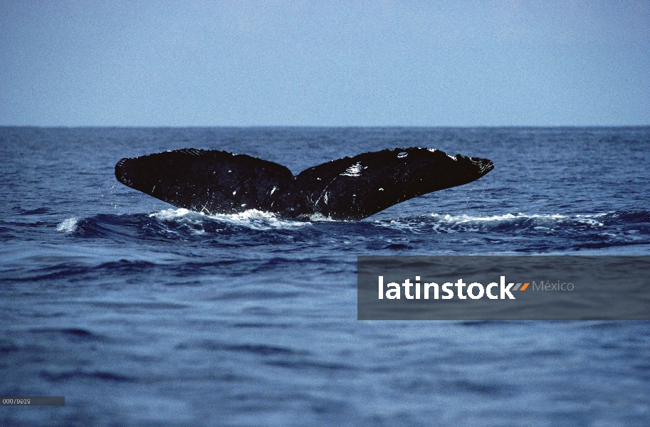 Cola de ballena jorobada (Megaptera novaeangliae)