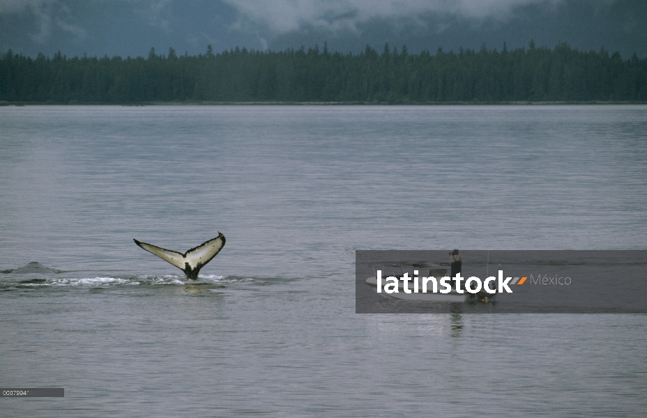 Investigadores en barco observan y fotografiar la cola de la ballena jorobada (Megaptera novaeanglia