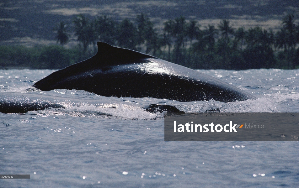 Ballena jorobada (Megaptera novaeangliae) par superficies, aleta dorsal y espiráculo, Hawaii