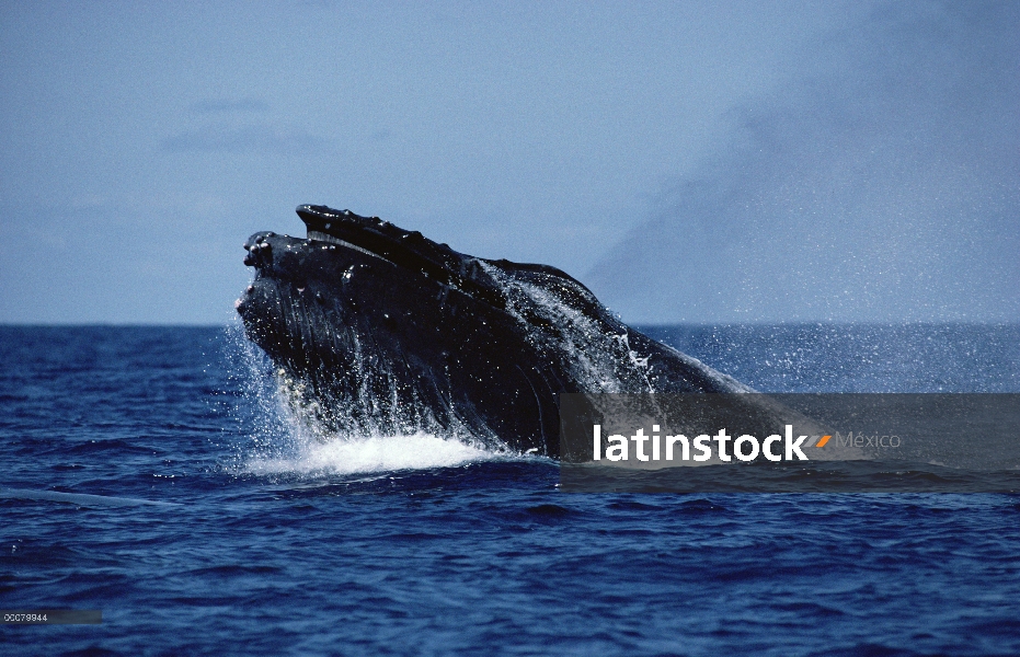 Ballena jorobada (Megaptera novaeangliae) echa en chorro, Hawaii