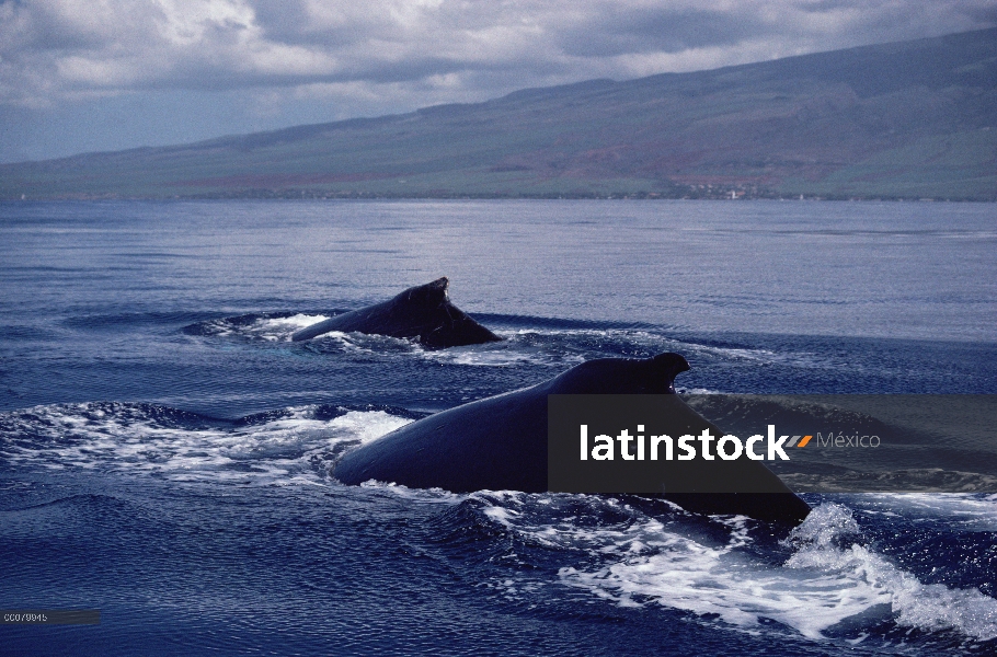 Dos aletas dorsales de ballena jorobada (Megaptera novaeangliae), Hawaii