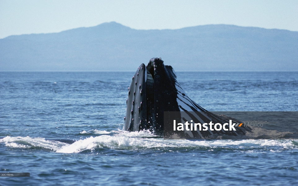 Ballena jorobada (Megaptera novaeangliae) gulp alimentación, sureste de Alaska