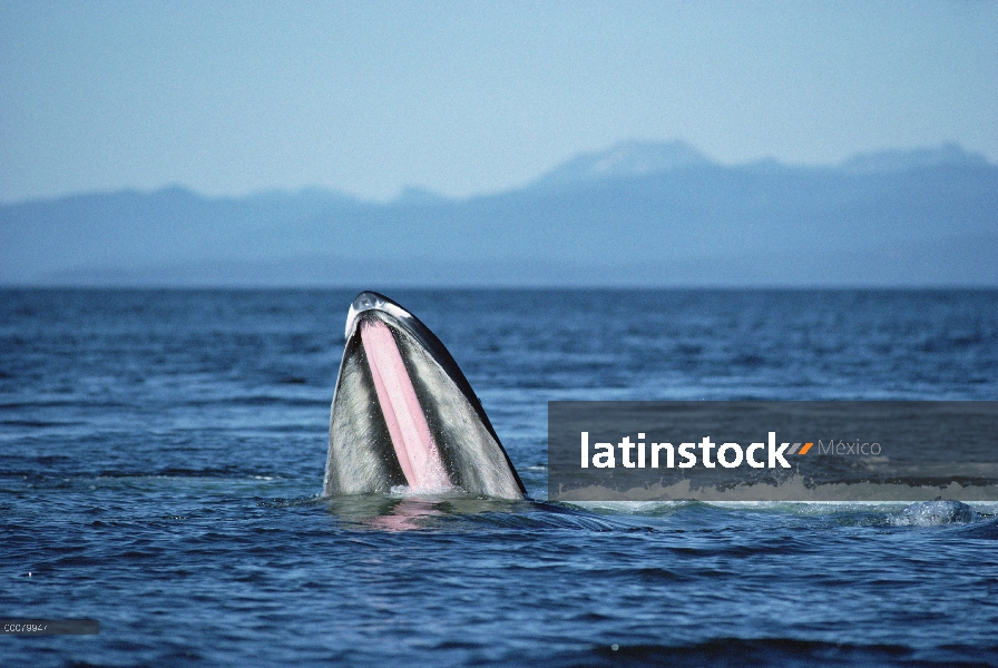 Ballena jorobada (Megaptera novaeangliae) gulp alimentación, sureste de Alaska