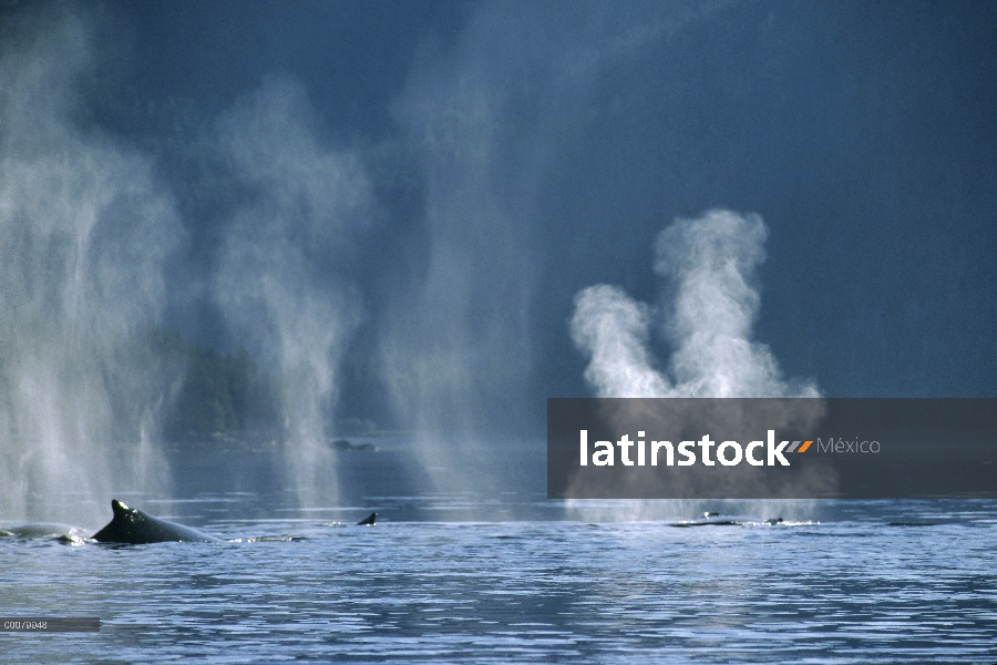 Ballena jorobada (Megaptera novaeangliae) par echa en chorro, Alaska